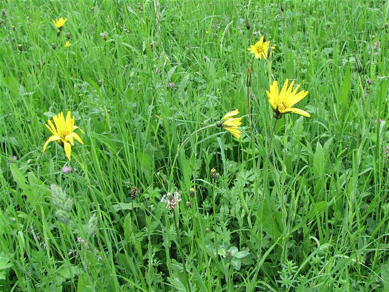 Wiesenbocksbart